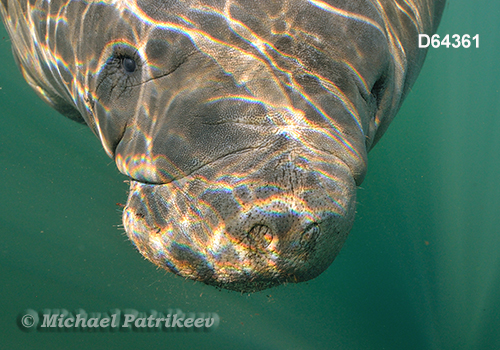 West Indian Manatee (Trichechus manatus)